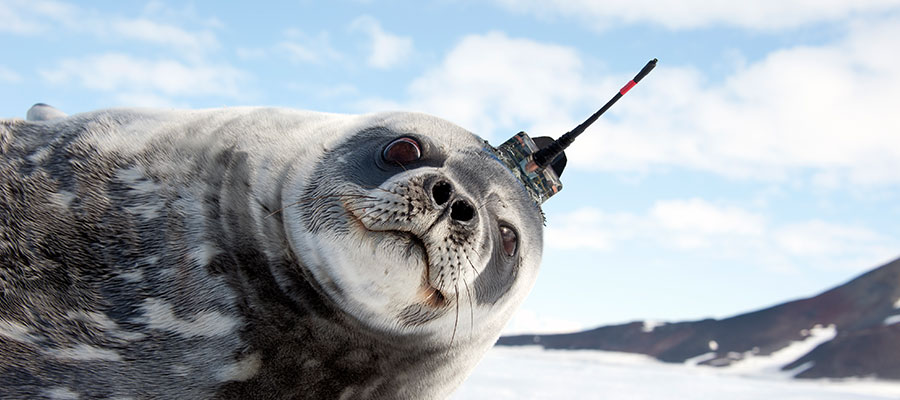 Seals gather data with SDL sensors